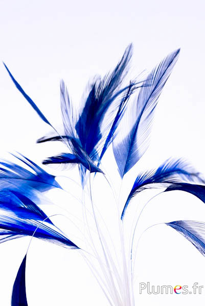 Coq strippé - 10-15 cm - blanc-bleu nuit 
